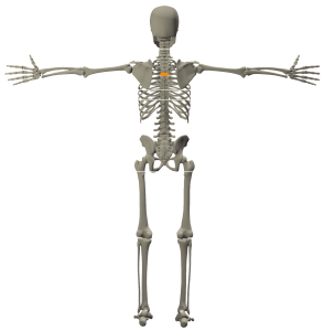 The Use of the Spine