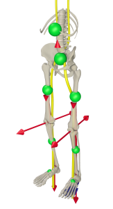Activity Lines in the Base