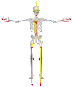 Activity Lines to Create Total Posture on Two Legs